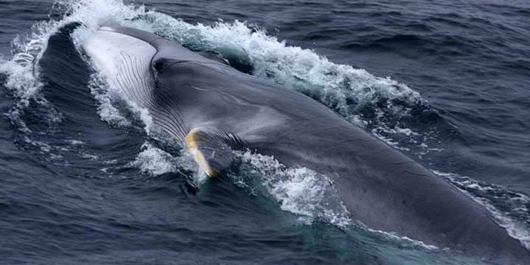 Fin whale – one of the largest whales | DinoAnimals.com