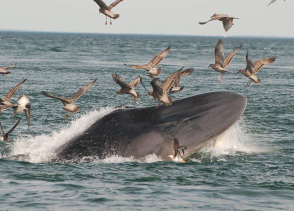 Fin whale (Balenoptera physalus)