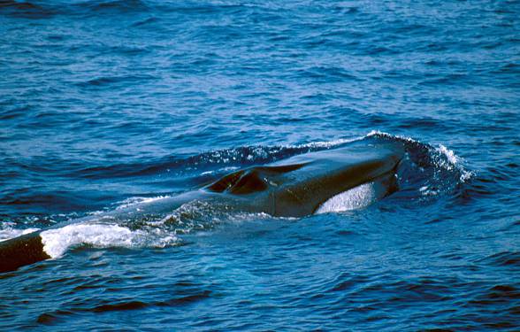 Fin whale (Balenoptera physalus)