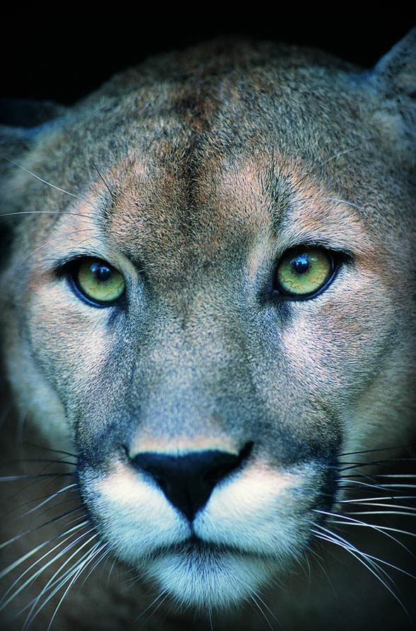 Florida panther (Puma concolor coryi)