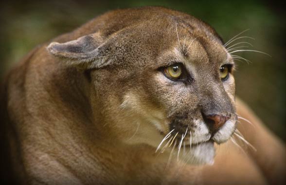 Florida panther (Puma concolor coryi)