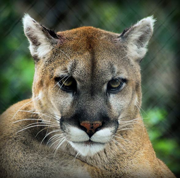 Florida panther (Puma concolor coryi).