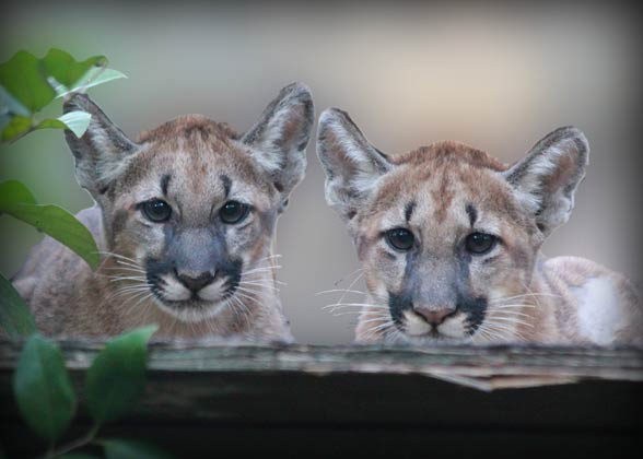 Florida panther (Puma concolor coryi).