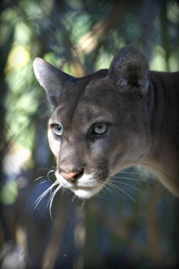 Florida panther – cougar with a broken tail | DinoAnimals.com