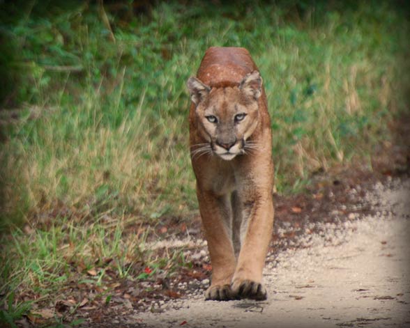 Florida panther (Puma concolor coryi).