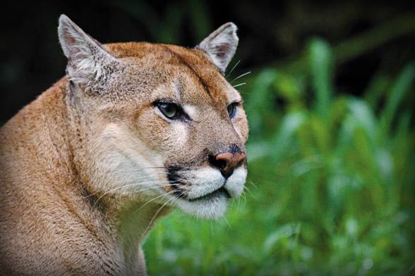 Florida panther (Puma concolor coryi).