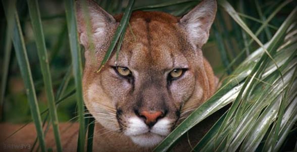 Florida panther (Puma concolor coryi).