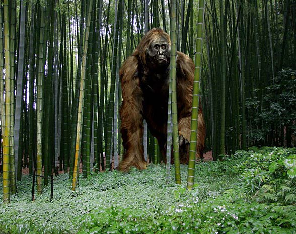 Gigantopithecus