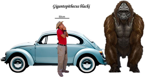 Gigantopithecus