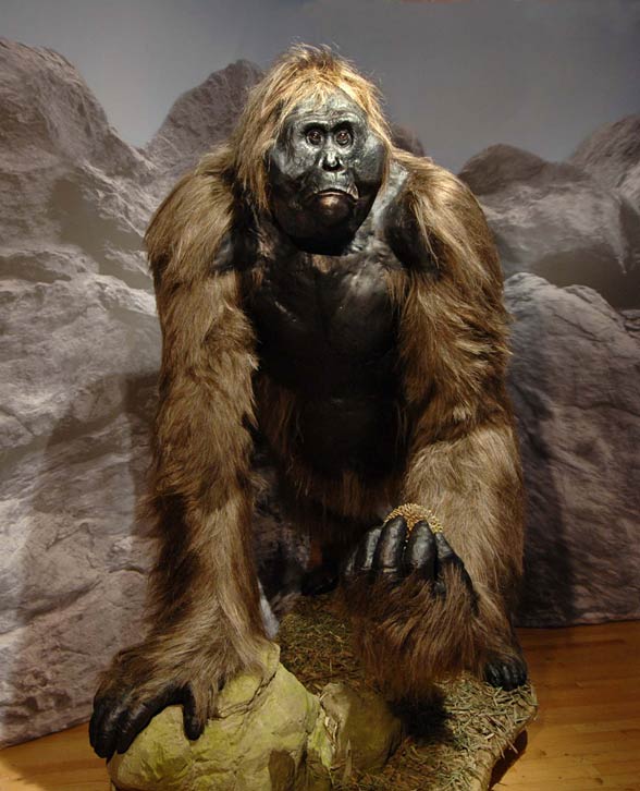 Gigantopithecus – largest ape ever lived | DinoAnimals.com