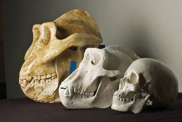 gigantopithecus fossils