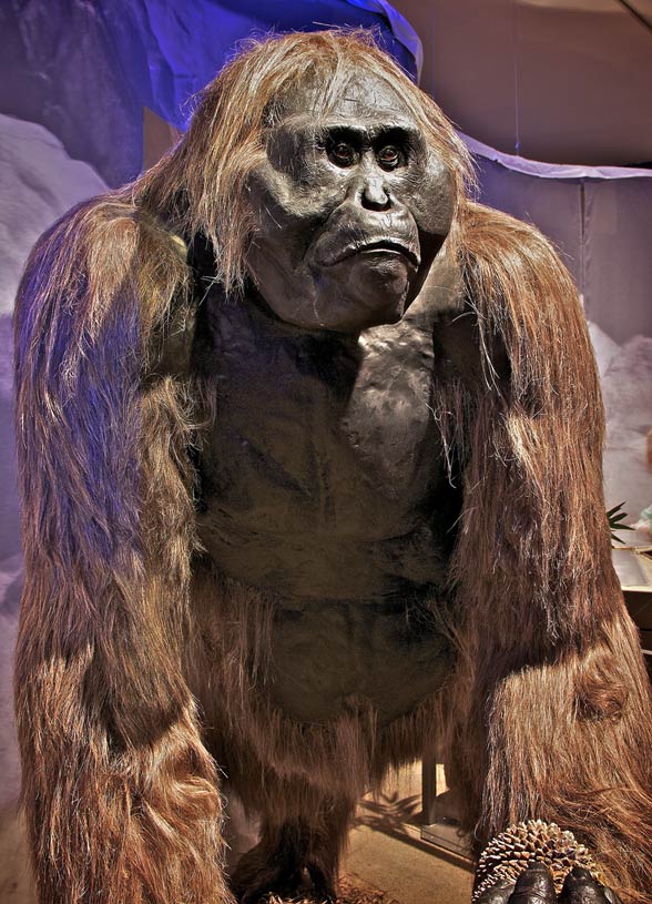 Did Bigfoot Really Exist? How Gigantopithecus Became Extinct