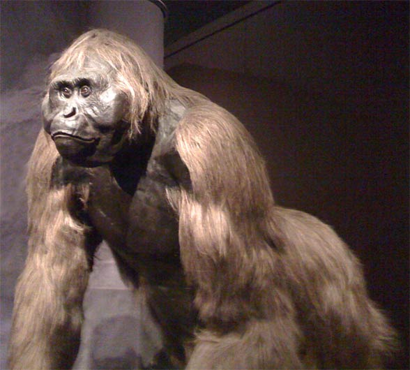 Did Bigfoot Really Exist? How Gigantopithecus Became Extinct