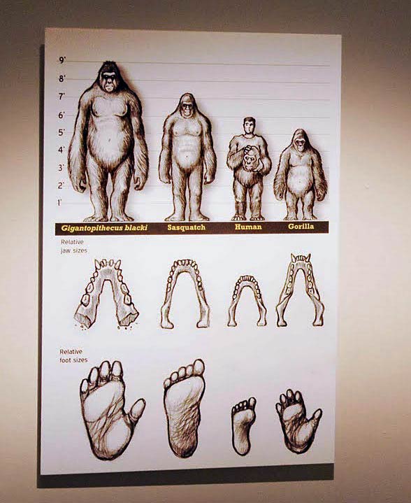gigantopithecus blacki