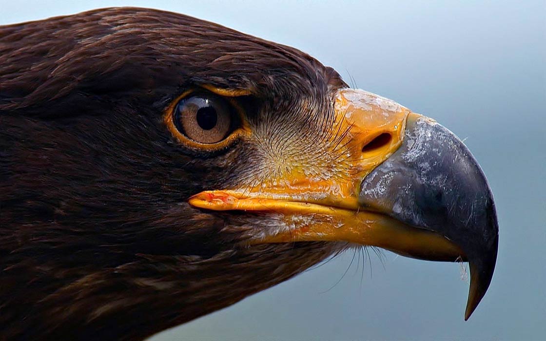 largest raptor bird