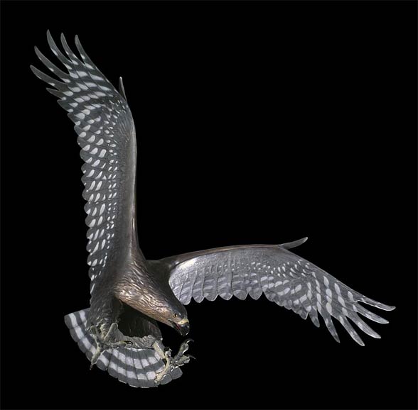  Haast's eagle (Harpagornis moorei)