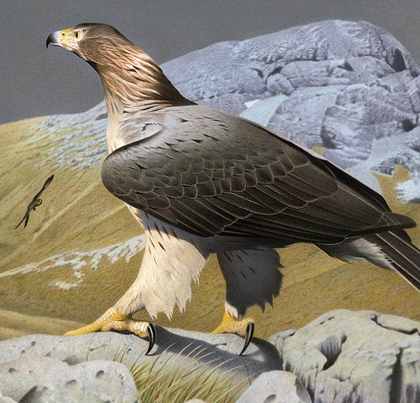  Haast's eagle (Harpagornis moorei)