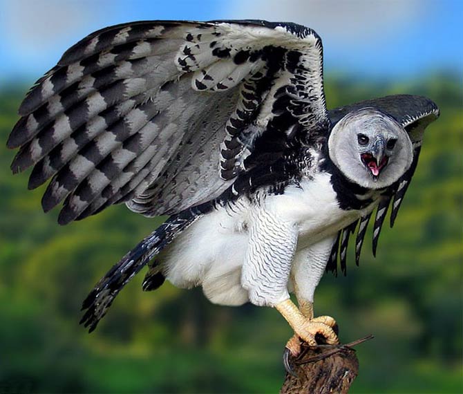 The Top 10 Largest Birds of Prey Across the WorldA-Z Animals