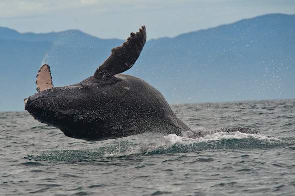 Humpback whale (Megaptera novaeangliae).