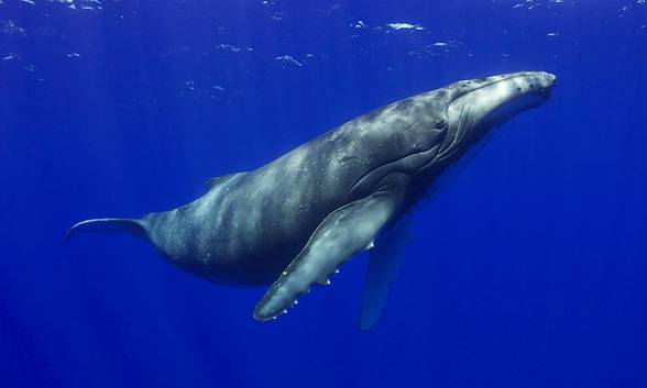 Humpback whale (Megaptera novaeangliae).