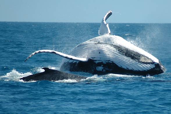 Humpback whale (Megaptera novaeangliae).