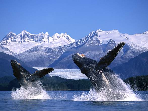 humpback whale (Megaptera novaeangliae)