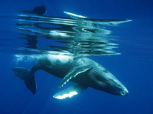 Humpback whale (Megaptera novaeangliae).