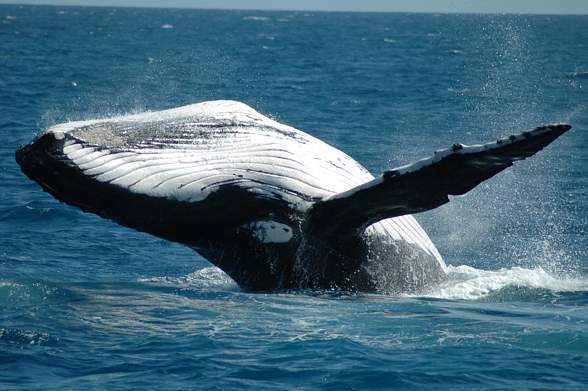 Humpback whale (Megaptera novaeangliae).