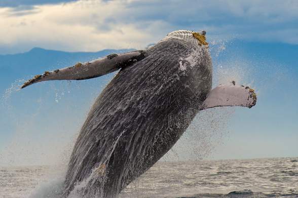 Humpback whale (Megaptera novaeangliae).