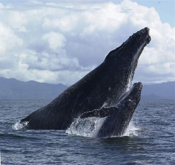 Humpback whale (Megaptera novaeangliae).