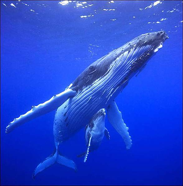 Humpback whale (Megaptera novaeangliae).
