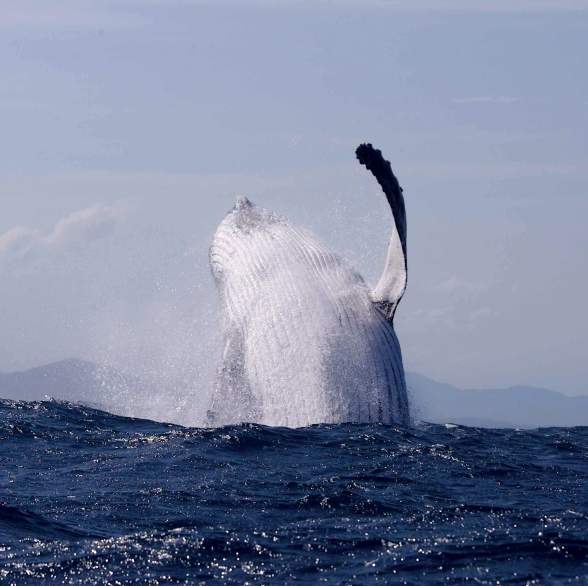 Humpback whale (Megaptera novaeangliae).