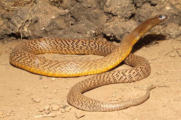 Inland taipan (Oxyuranus microlepidotus)