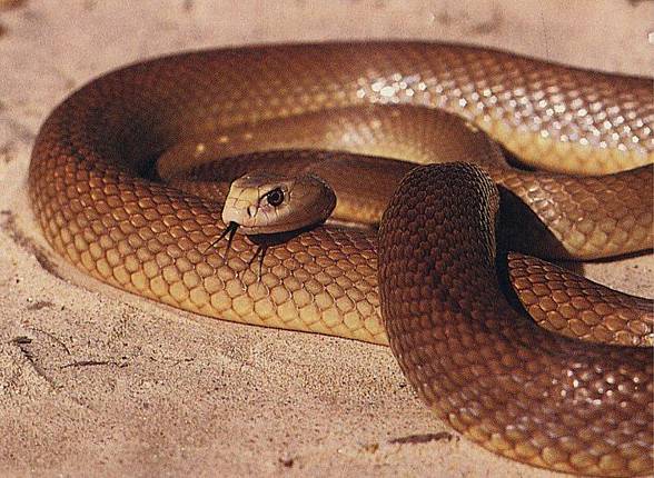 Inland taipan (Oxyuranus microlepidotus)