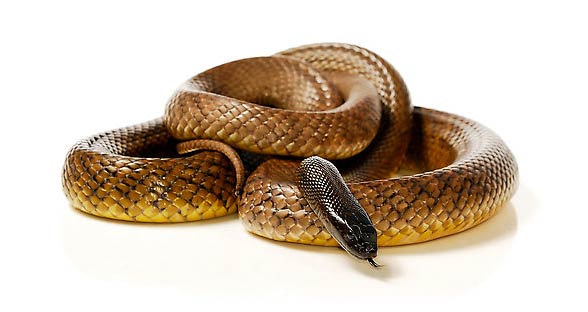 Inland taipan (Oxyuranus microlepidotus)