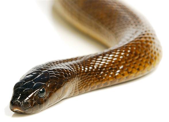 Inland taipan (Oxyuranus microlepidotus)