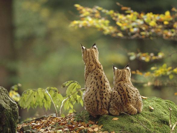 Eurasian lynx (Lynx lynx)