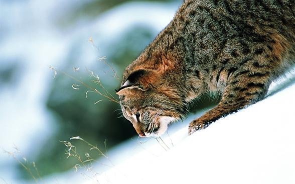 Eurasian lynx (Lynx lynx)