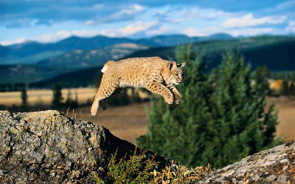 Eurasian lynx (Lynx lynx)