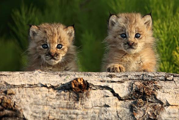 Eurasian lynx (Lynx lynx)