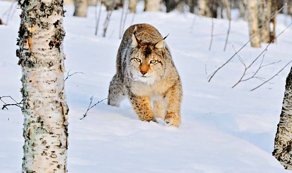 Thanks to wide paws, similarly to the snow leopard, the lynx moves around snowdrifts easily.