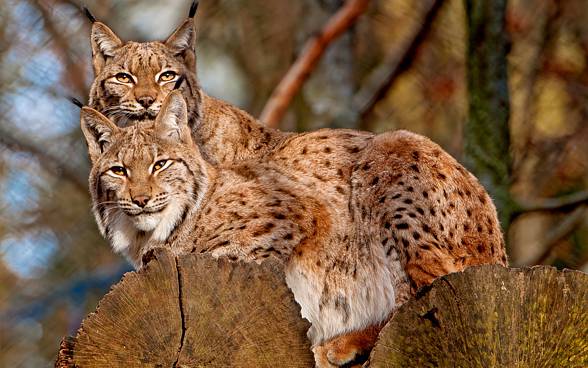 Lynxes are solitary animals. They pair only in the mating season.