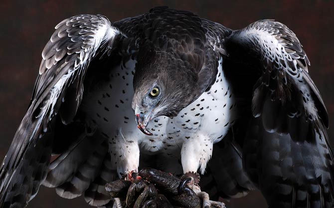 Ten of the Largest Birds of Prey in the World