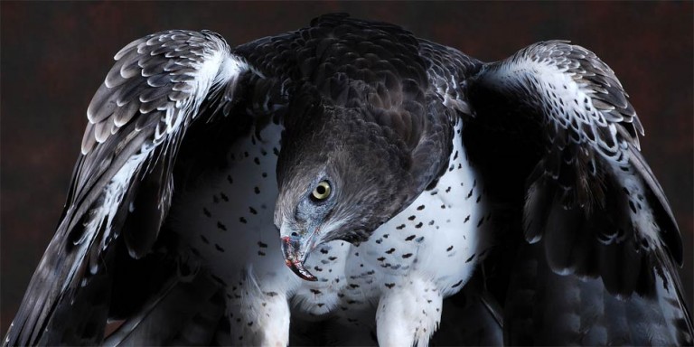 Martial eagle (Polemaetus bellicosus)
