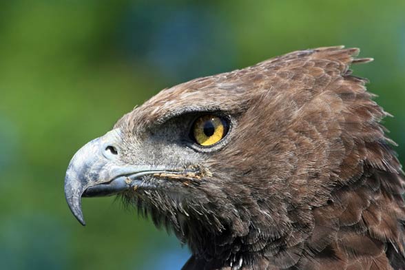 Martial eagle (Polemaetus bellicosus)