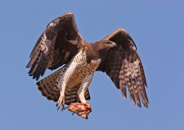 Martial eagle (Polemaetus bellicosus).