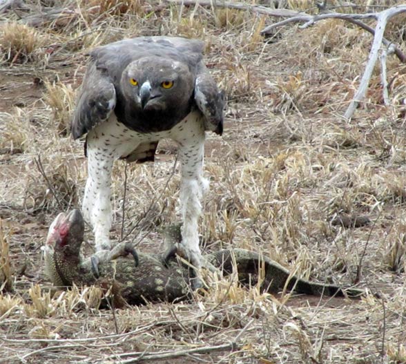 Martial eagle (Polemaetus bellicosus).