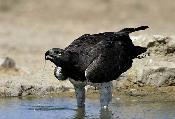 Martial eagle (Polemaetus bellicosus).