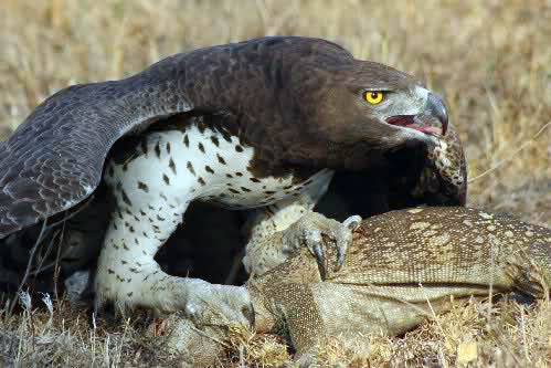 Martial eagle (Polemaetus bellicosus).