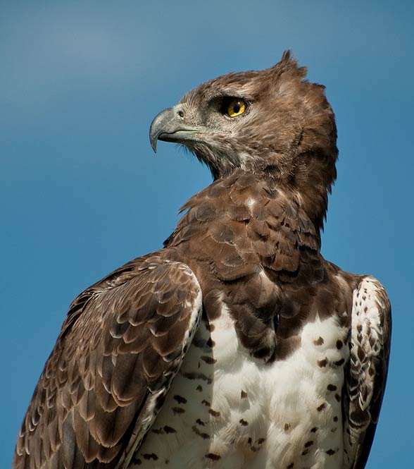 Martial eagle (Polemaetus bellicosus).